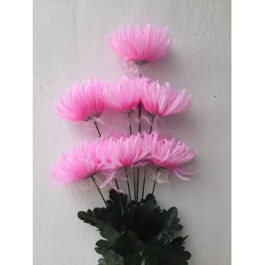 Chrysanthemum Flowers